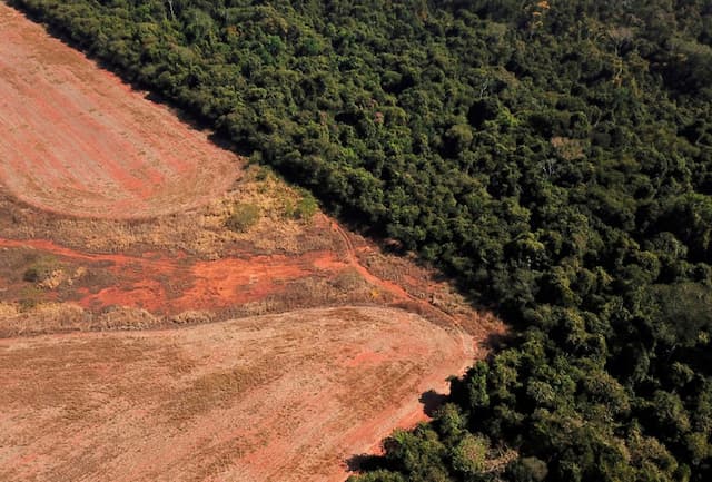 Icon of Criterios de no deforestación en los últimos 20 años.