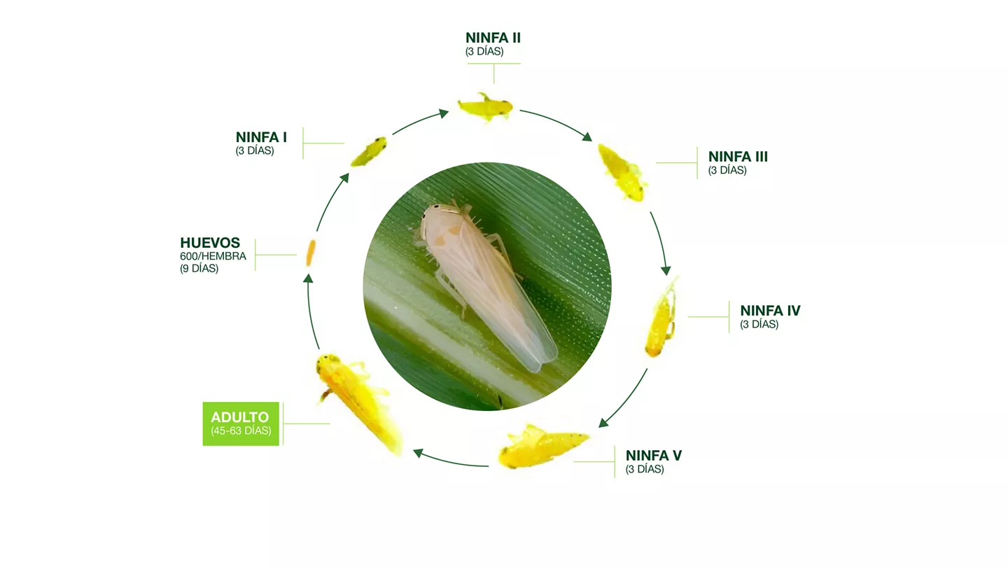 Promo Tools of La chicharrita del maíz, un nuevo desafío que exige estrategias integrales